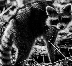 Rocking Raccoon - Atitlo