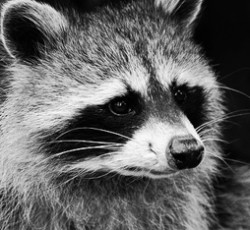 Rocking Raccoon - Nothing to see here.