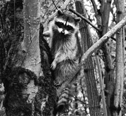 Rocking Raccoon - Oi, Psychosocial