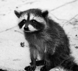 Rocking Raccoon - Βάλει Όνο, Φύγει Βρώμο.