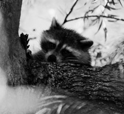 Rocking Raccoon - We Are Coming Undone