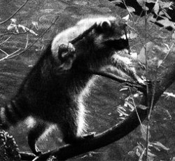 Rocking Raccoon - Μπέησμπωλ και Χόμπιτσες