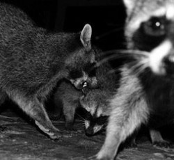 Το raccoon πνίγεται