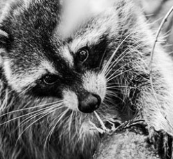 Rocking Raccoon - Σπίτι Δίχως Γιάννη