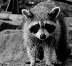 Rocking Raccoon - Τ' Αφεντικό Τρελάθηκε 