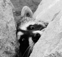 Rocking Raccoon - Κερνάει Θανατάκι  