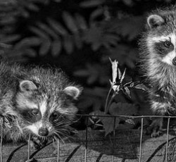 Rocking Raccoon - Απολιτίκ 