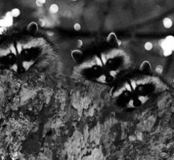 Rocking Raccoon - Hamster, A Dentist, Hard Porn 