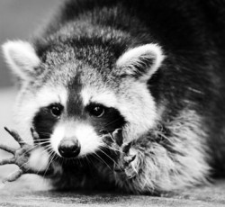 Rocking Raccoon - Trans Fats 