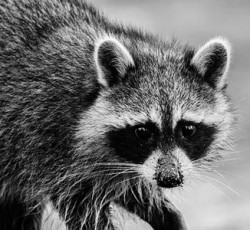 Rocking Raccoon - Λα Κουλτούρα 