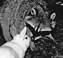 Rocking Raccoon - Δύσκολοι καιροί για πρίγκιπες 