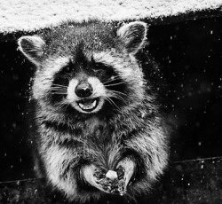 Rocking Raccoon - Χαλκομανίες 