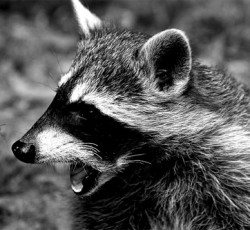 Rocking Raccoon - Ελληνικό Κίλτ 