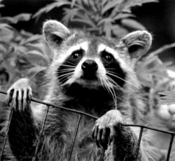 Rocking Raccoon - Sod off Baldrick 