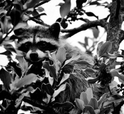 Rocking Raccoon - Push It, Push It 