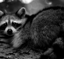 Rocking Raccoon - Χουρά 