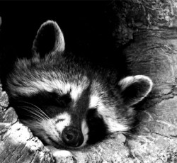 Rocking Raccoon - Pallada 