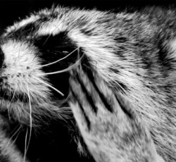 Rocking Raccoon - Ανακόμπρα. 