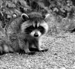 Rocking Raccoon - Οι Φίλες της Στήλης 