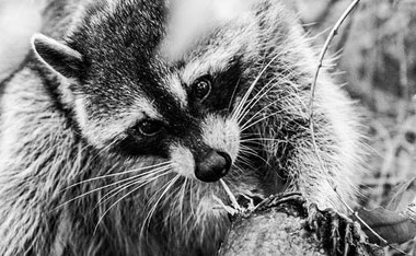 Rocking Raccoon - Σπίτι Δίχως Γιάννη