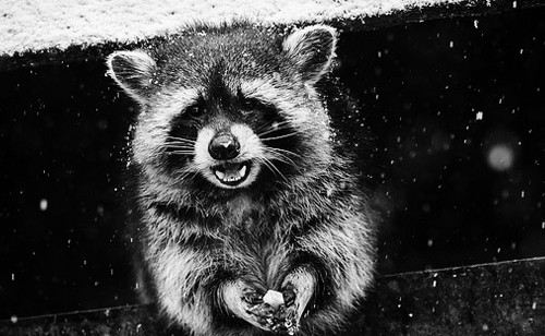 Rocking Raccoon - Χαλκομανίες